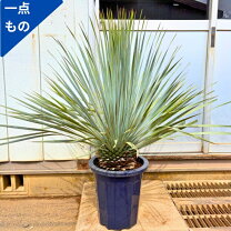 楽天市場】ユッカ ストラータの通販