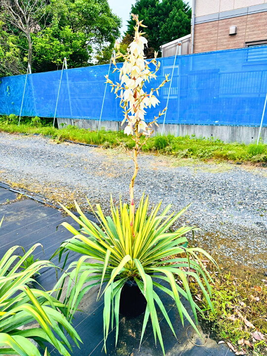 楽天市場】ユッカ ゴールデンソード 10号 高さ0.8m前後(鉢底から) 幅 