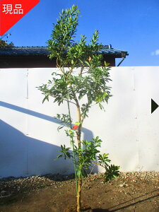 yGg[őSiP5{I 94 20:00`111:59܂Łzyiz} X 1.9-2.1m(܂܂)R X V{c[  A Ύ ΍؁yz