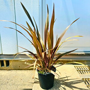 j[TC(sNXgCv) 7 80cmO(ꂩ)@ tCj[TC OhJo[  }yz