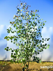 [J(||X)  1.8mO(܂܂) c c }o[J̖ V{c[  A Ύ ΍؁yz