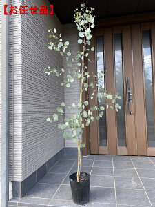 植木 盆栽 常緑樹 ユーカリの人気商品 通販 価格比較 価格 Com