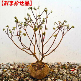 大きい赤花三つ又（ミツマタ）樹高0.5m前後(根鉢含まず) 苗木 接ぎ木 苗 珍品 花木 庭木 植木 落葉樹 落葉低木【送料無料】