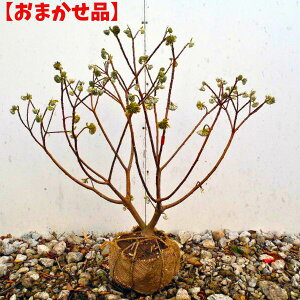 ԉԎOi~c}^j0.5mO(܂܂) c ڂ  i Ԗ  A t t؁yz