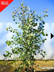 yiz[J ||X  2.0-2.2m(܂܂) n[g^ V{c[ c c  A Ύ ΍؁yz