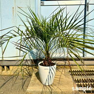 【スーパーセール10%OFF】ココスヤシ 7号 樹高80cm前後(鉢底から) ヤシノキ 椰子の木 やしの木 南国 ヤシ…