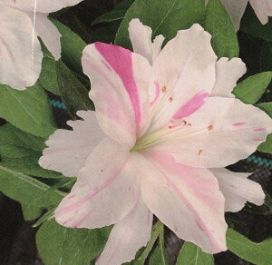 6{ZbgccWiiELEV{jWsN̉nɔZsNF̉Ԗ0.3m(܂) Ԗ  A Ύ Β؁yz