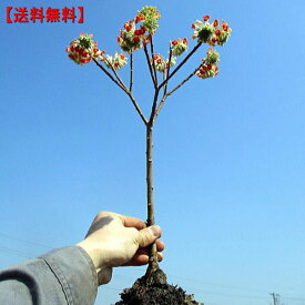 珍しい赤花三つ又（ミツマタ）樹高0.4m前後(根鉢含まず)　花木　庭木　植木　落葉樹　落葉低木【送料無料】