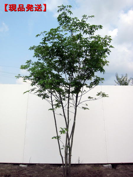立派な樹形 アオダモ樹高1.6-1.8m 根鉢含まず シンボルツリー セール 庭木 再販ご予約限定送料無料 落葉高木 落葉樹 植木
