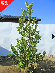 �y���i�����z�t�F�C�W���A(�W�F�~�j) ��{�Ō����I����2.1-2.2m(�����܂܂��j�c�� �c �V���{���c���[ ��� �A�� ��Ύ� ��΍��؁y���������z