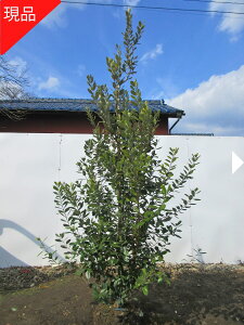 �y���i�����z������ �t�F�C�W���A(�}�����X) ����2.5-2.7m(�����܂܂��j�c�� �c �V���{���c���[ ��� �A�� ��Ύ� ��΍��� �ʎ��c�y���������z