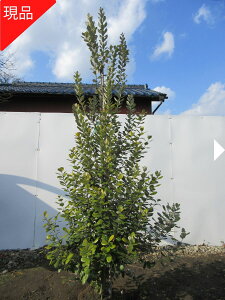 yiztFCWA(}A) ̂ȂTCYI1.5-1.7m(܂܂jV{c[  A Ύ ΍؁yz