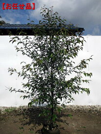 常緑エゴノキ樹高1.8m前後 トキワエゴノキ シンボルツリー 庭木 植木 常緑樹 常緑高木【送料無料】
