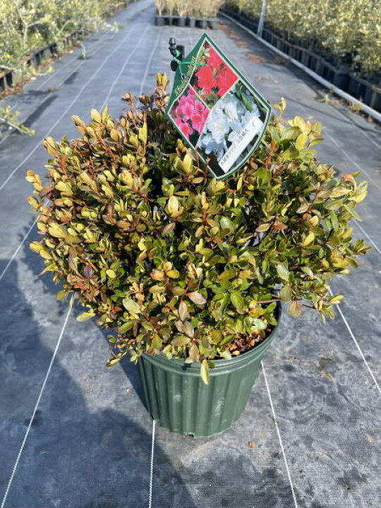 楽天市場 三色咲きクルメツツジがこのボリューム 特大7号鉢 三色植え 玉仕立て 鉢植え 花木 庭木 植木 常緑樹 常緑低木 送料無料 ぐりーんぐりーん