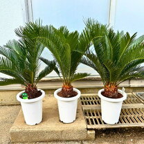 楽天市場】ソテツ 鉢植えの通販