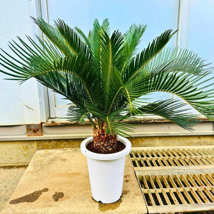 楽天市場】ソテツ(蘇鉄) 7号 シンボルツリー 鉢植え 庭木 植木 常緑樹 