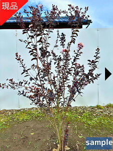 TXx(Sg) oCIbg zCg 8 1.6-1.8m(ꂩ) t t  c V{c[  A t t؁yz