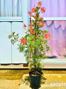 �O���r���A �R�R�i�b�c�A�C�X 7�� ����1.5m�O��(���ꂩ��j�c�� �c �I�[�W�[�v�����c �V���{���c���[ ��� �A�� ��Ύ� ��΍��؁y���������z