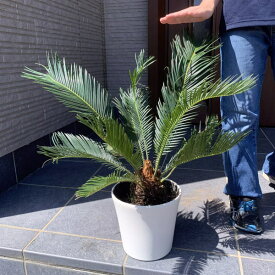 楽天市場 地 植え ソテツ 植木 ガーデニング 農業 花 ガーデン Diyの通販