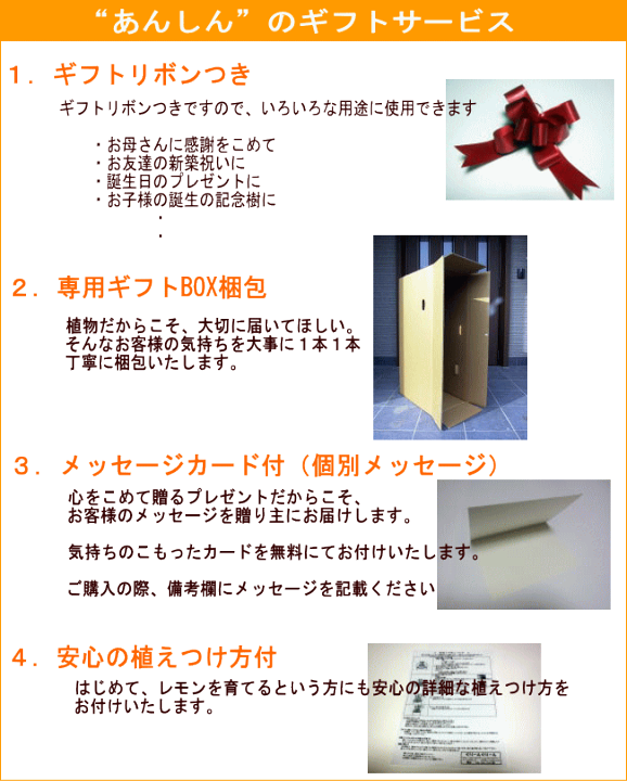 楽天市場】ユーカリ(ポポラス) 7号 株立ち 丸葉ユーカリ 鉢