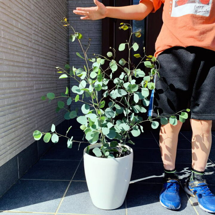 楽天市場 ユーカリ ポポラス 7号 株立ち 丸葉ユーカリ 化粧鉢 ボリューム株ポプルネア 翌日発送 母の日 ははのひ ギフト 記念樹 新築祝い シンボルツリー 庭木 植木 常緑樹 常緑高木 マルバ 送料無料 ぐりーんぐりーん 楽天市場 ユーカリ ポポラス 7号 株立ち 丸葉ユーカリ 化粧鉢 ボリューム株ポプルネア 翌日発送 母の日 ははのひ ギフト 記念樹 新築祝い シンボルツリー 庭木 植木 常緑樹 常緑高木 マルバ 送料無料 ぐりーんぐりーん