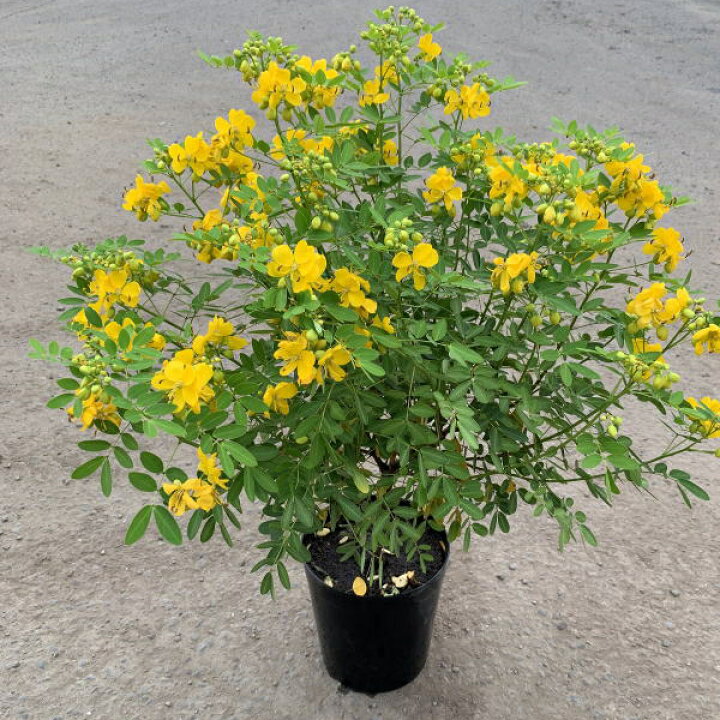 楽天市場 カシア コリンボーサ 7号 21cm ポット樹高50cm前後 鉢底から ハナセンナ シンボルツリー 庭木 植木 中低木 送料無料 ぐりーんぐりーん 楽天市場 カシア コリンボーサ 7号 21cm ポット樹高50cm前後 鉢底から ハナセンナ シンボルツリー 庭木 植木 中低木 送料無料 ぐりーんぐりーん
