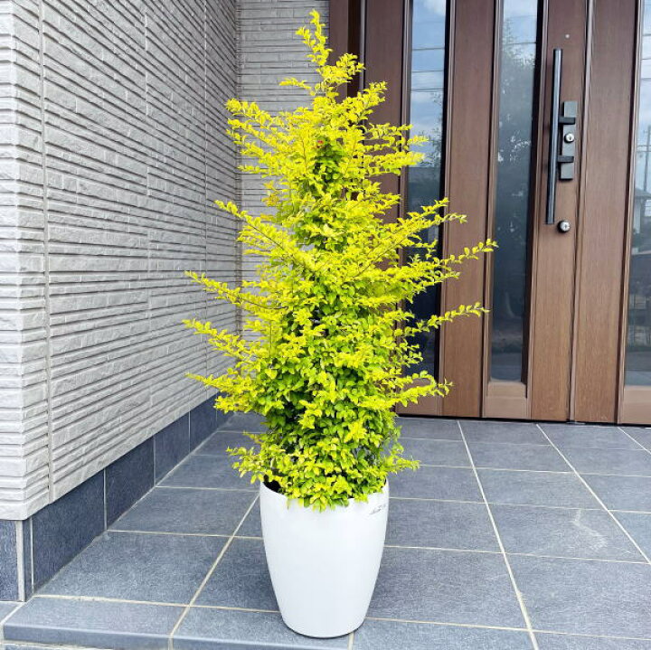 1494円 商品追加値下げ在庫復活 化粧鉢 わい性ジューンベリー リージェント 6号