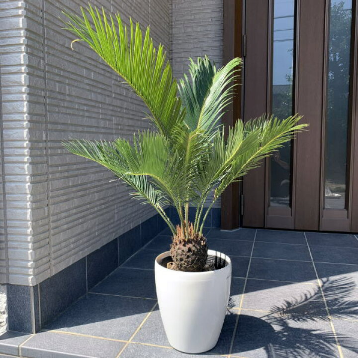 楽天市場】ソテツ(蘇鉄) 7号 シンボルツリー 鉢植え 庭木 植木 常緑樹 