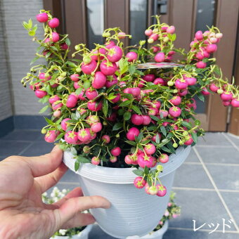 楽天市場 産直植木 庭木 ガーデニング 一流品を販売致します ぐりーんぐりーん トップページ