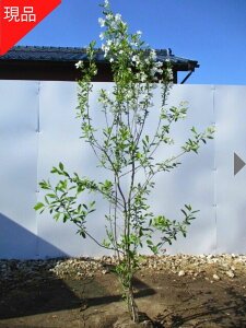 yizx~iLEoCj1.6-1.7m(܂܂) V{c[  A t t؁yz