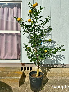 【10/28 実付き】本柚子の木(ホンユズノキ) 10号 樹高1.7m前後(鉢底から) 本ゆずの木 ユズの木 苗木 苗 接木苗 果樹苗 柑橘苗 シンボルツリー 庭木 植木 常緑樹 常緑高木