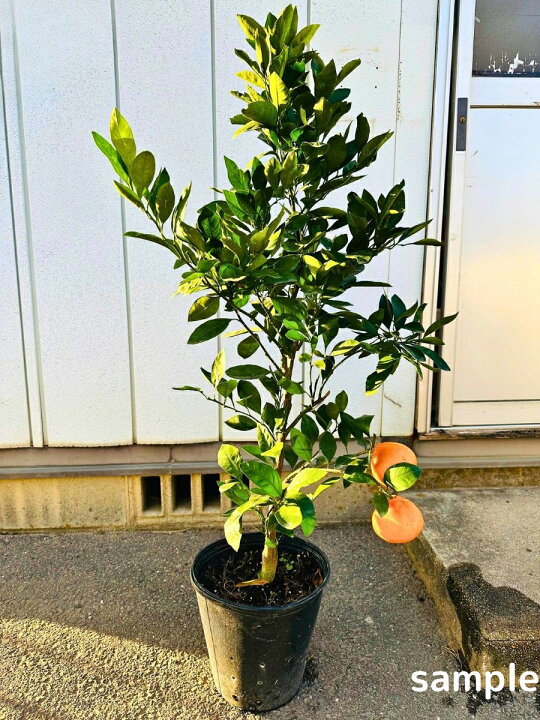 楽天市場】みかんの木 苗木 宮川早生 樹高1.2m前後(鉢底から)8号 