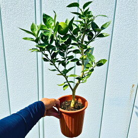 すだちの木 5号 樹高50cm(鉢底から) スダチの苗木 接ぎ木苗 鉢植え 柑橘 常緑樹 果樹苗 常緑高木