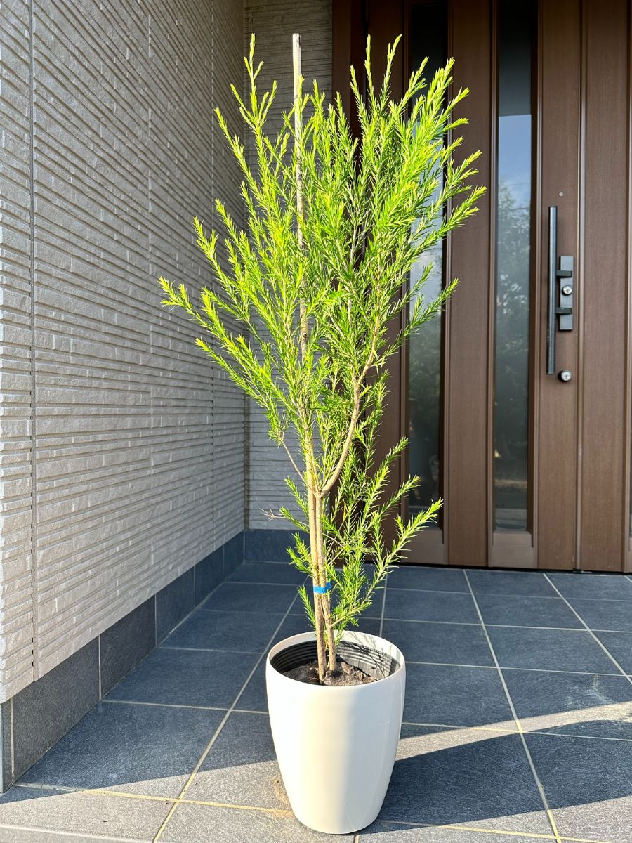 植木 盆栽 ティーツリーの人気商品・通販・価格比較 - 価格.com