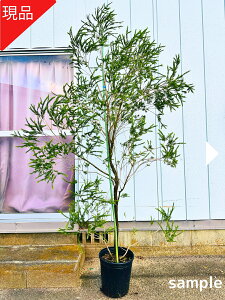 【現品発送】メラレウカ レボリューショングリーン 樹高2.1-2.3m(鉢底から)9号 ティーツリー シンボルツリー 庭木 植木 常緑樹 常緑高木【送料無料】