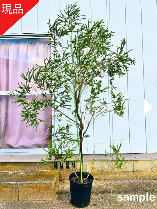 楽天市場】【現品発送】メラレウカ レボリューショングリーン 樹高2.3 