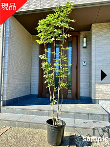 yizAI_  10 2.1-2.4m(ꂩjc c A G V{c[  A t t؁yz