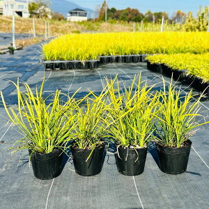  IESE 4potZbg 9cm|bgyz^}E EmqQ ̕E WmqQ ʗ PVP 񂹐A