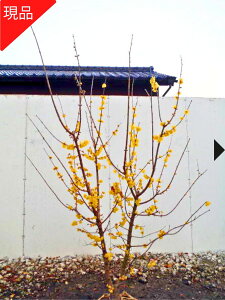yGg[őSiP5{I 94 20:00`111:59܂ŁzyizX~(}QcEoC) 1.7-1.9m(܂܂jc Ԗ  A V{c[ t t
