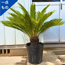 楽天市場】ソテツ 10号の通販