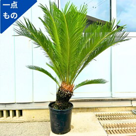 【一点もの】ソテツ 蘇鉄 9号 樹高1.2x1.0m(鉢底から) 観葉植物 外用 屋外用 ベランダ シンボルツリー 庭木 植木 常緑樹 南国風 鉢植え ベランダ