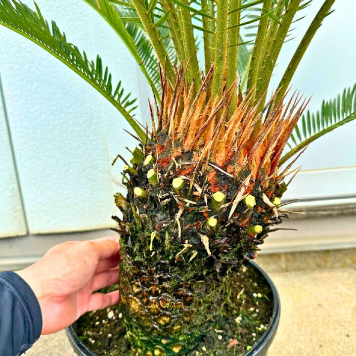 楽天市場】【一点もの】ソテツ 蘇鉄 9号 樹高1.2x1.0m(鉢底から) 観葉 