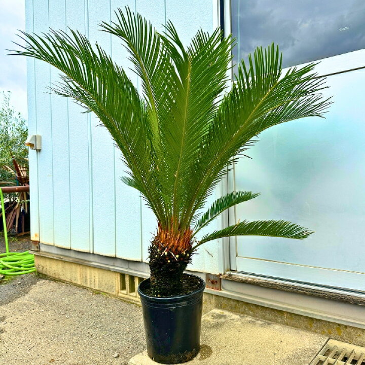楽天市場】【一点もの】ソテツ 蘇鉄 9号 樹高1.2x1.0m(鉢底から) 観葉 
