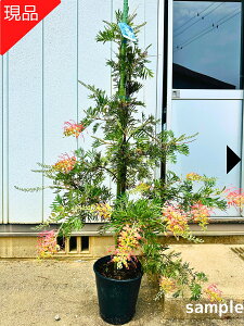 yizOrA RRibcACX 7 1.5-1.6m(ꂩjc c V{c[  A Ύ ΍؁yz