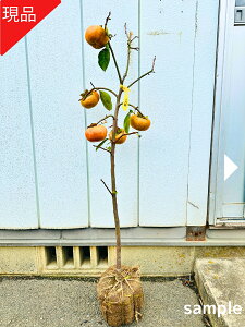 【現品発送】柿の苗木 次郎柿 樹高1.0-1.2m(根鉢含まず)ジロウガキ 完全甘柿 かきの木 かきの苗木 庭木 植木 落葉樹 落葉高木