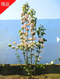 【現品発送】オオデマリ ジェミニ 高さ1.4-1.6m(根鉢含まず) 花木 苗木 白花 ピンク花 庭木 植木 落葉樹 落葉低木