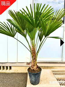 yizgEW 8 1.1-1.3m(ꂩ)V L V{c[  A Ύ VmL q̖ 썑 ΍