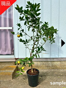 yizc ݂̕c ~J̉ʎc 8 1.6-2.0m(ꂩ) ^O`Z ݂̖ kc ʎc ڂ  A Ύ ΍ 