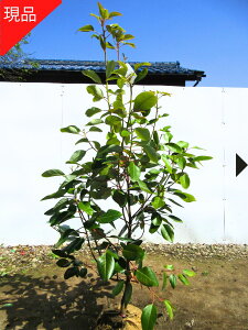 yGg[őSiP5{I 94 20:00`111:59܂ŁzyizhCA hC 1.3m-1.6m(܂܂)VNiQǂ c V{c[  A Ύ ΍؁yz