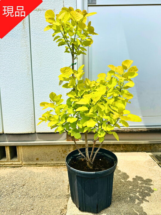 楽天市場】【現品発送】 スモークツリー ゴールデンスピリット 8号 
